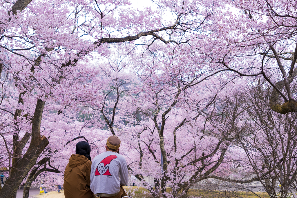 南信州桜探訪  桜を満喫