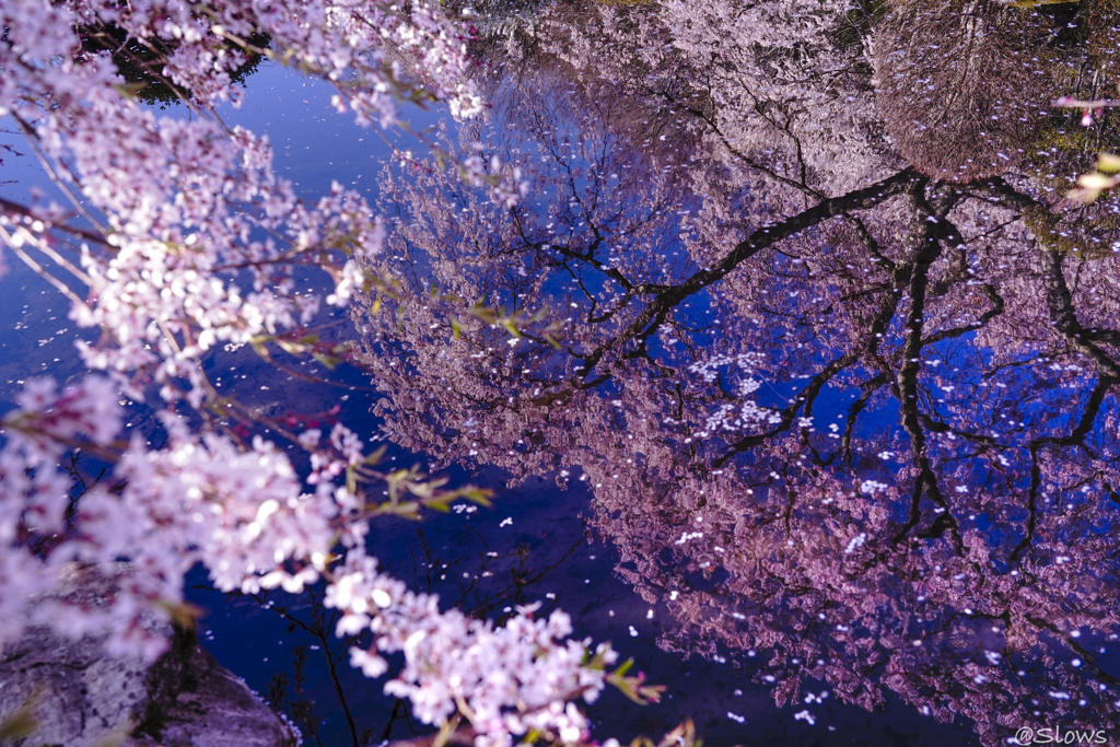 南信州桜探訪 Last 光善寺の春