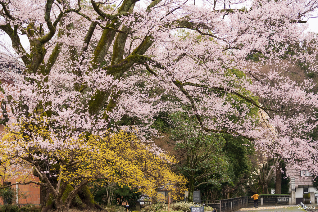 南信州桜前線7 飯田美術館