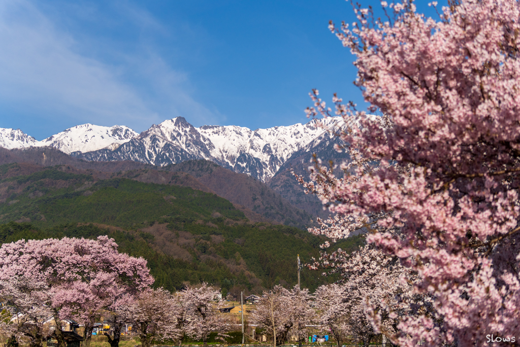 伊那谷桜道中 中央アルプス