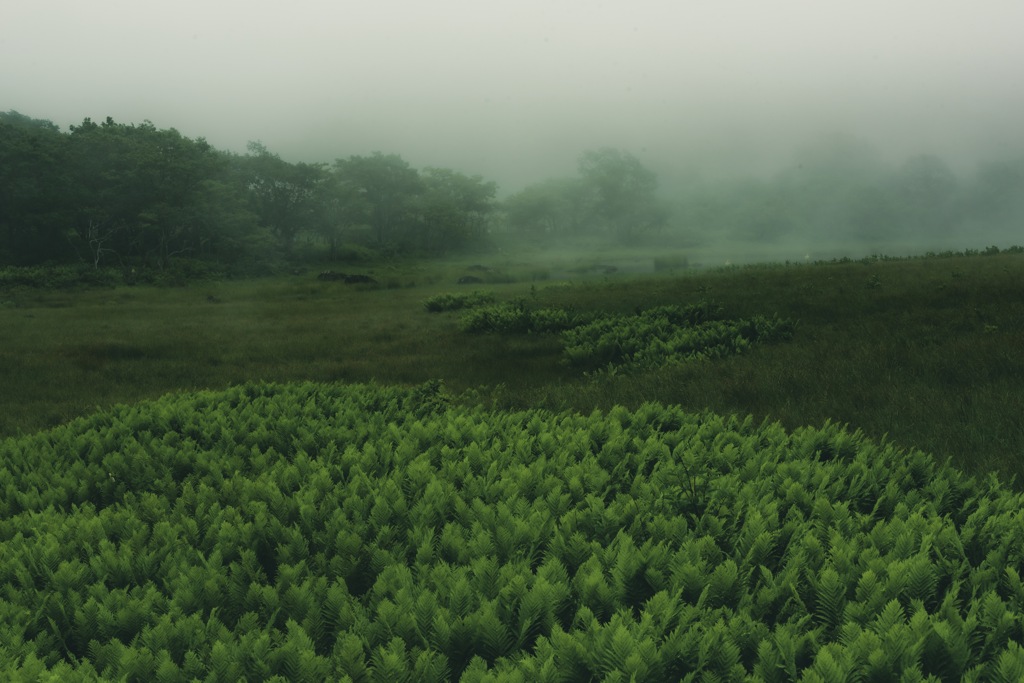 霧の霧ヶ峰 八島湿原