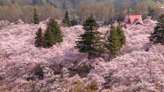 高遠城址