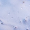 サリユク