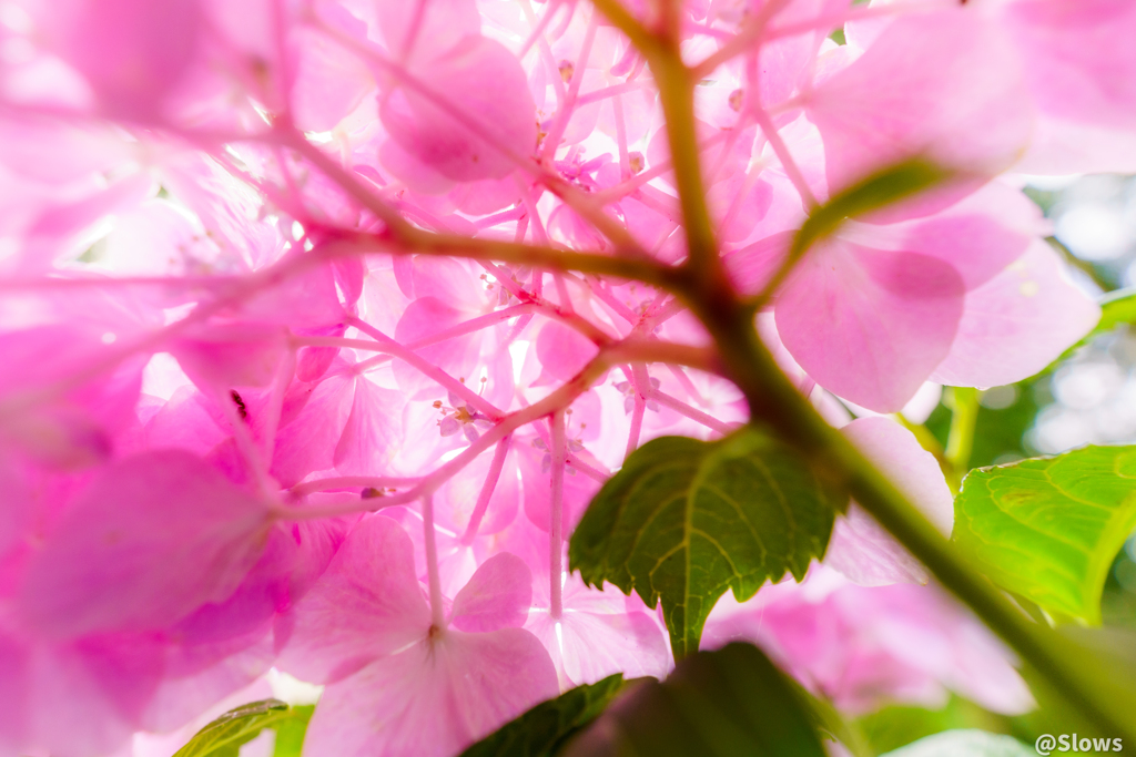 紫陽花の世界2