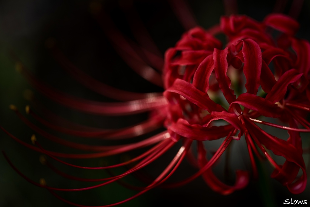 狐のお花