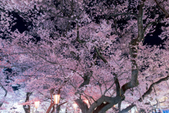 高遠コヒガン桜