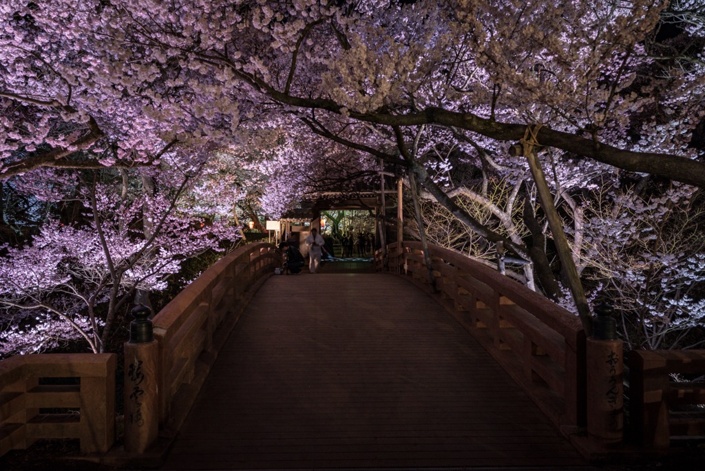 桜の夕