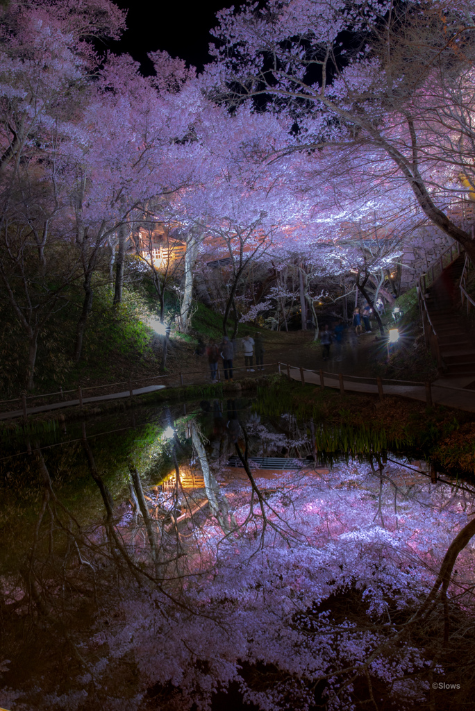 夜桜日和