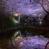 夜桜日和