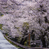 南信州桜探訪 日本で最も美しい村