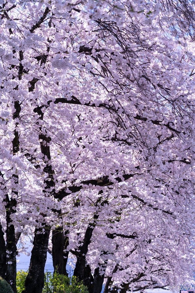 ゴロ寝で花見