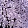 ゴロ寝で花見