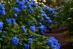 紫陽花寺にて そのい4