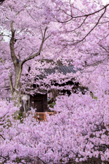 高遠にて
