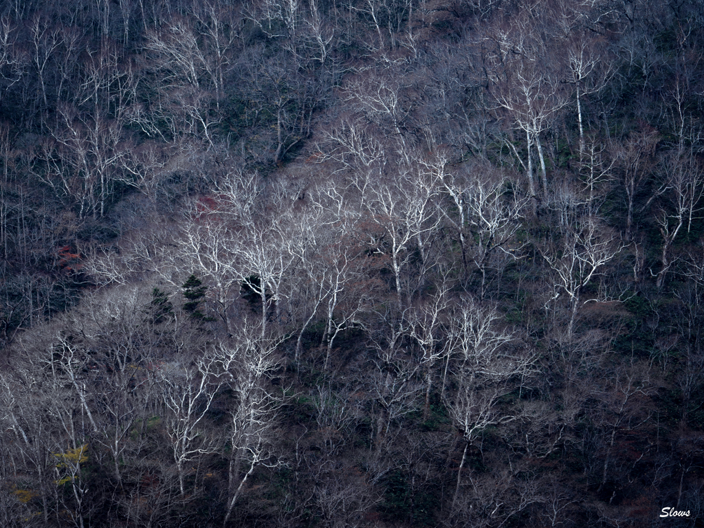 晩秋の山肌