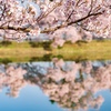 南信州桜探訪 桜かぶり