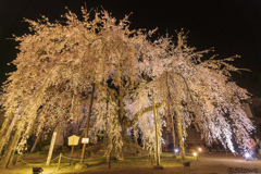 南信州桜探訪 麻績の舞台桜3