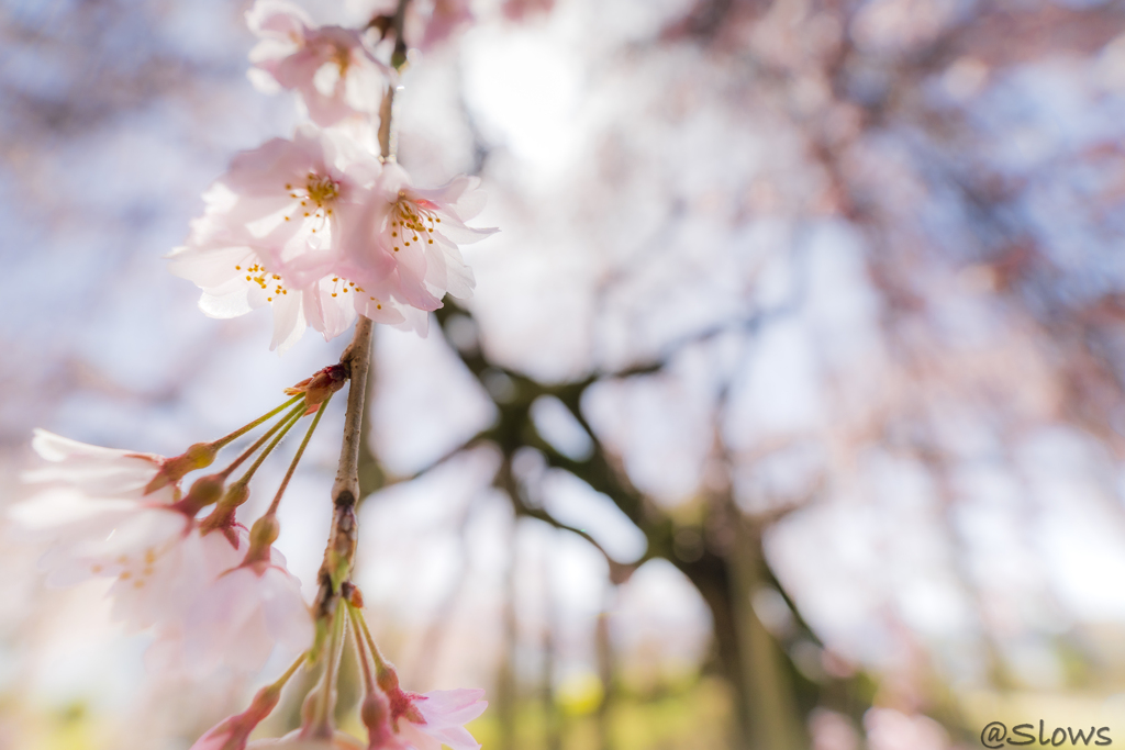 南信州桜探訪 麻績の舞台桜