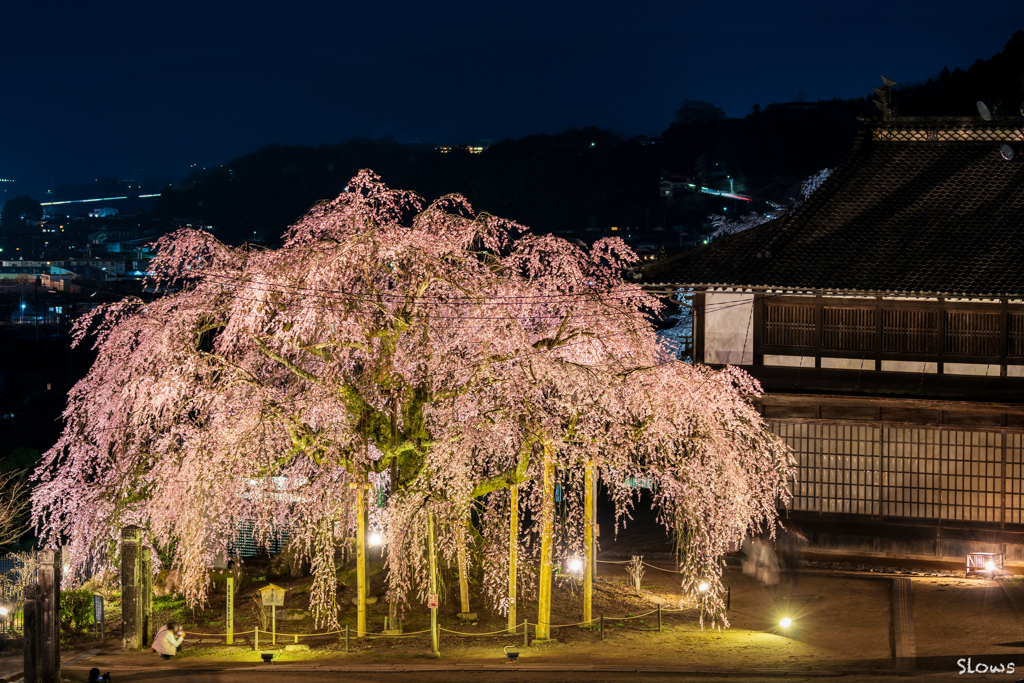 信州桜前線2 麻績の桜 その2