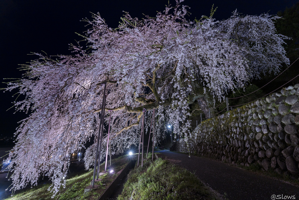南信州桜探訪 くよとの枝垂れ桜1