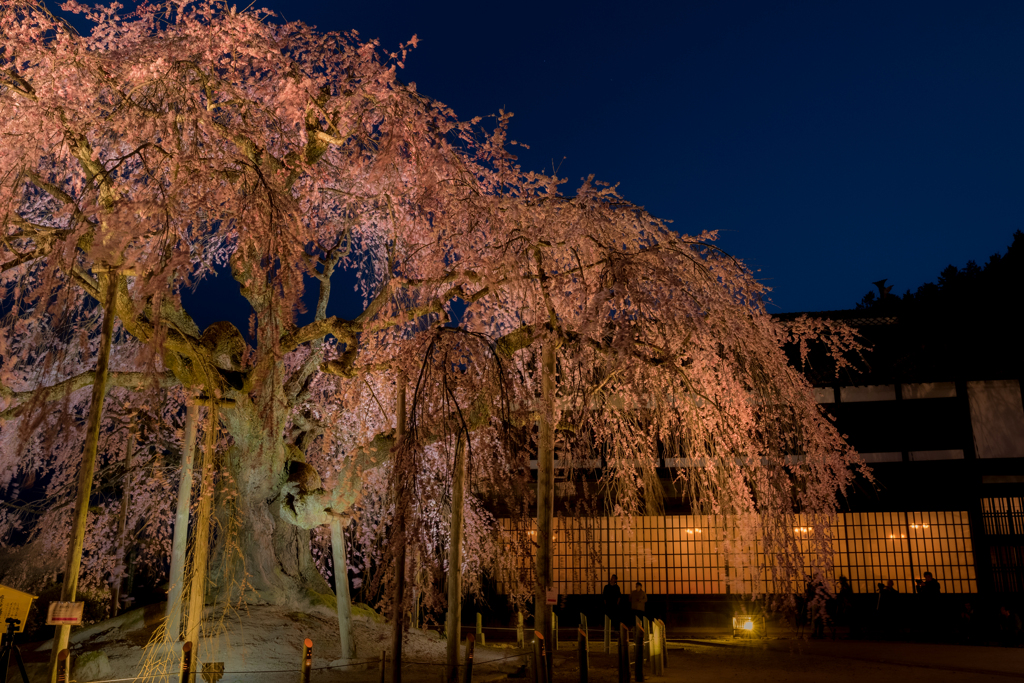 舞台桜