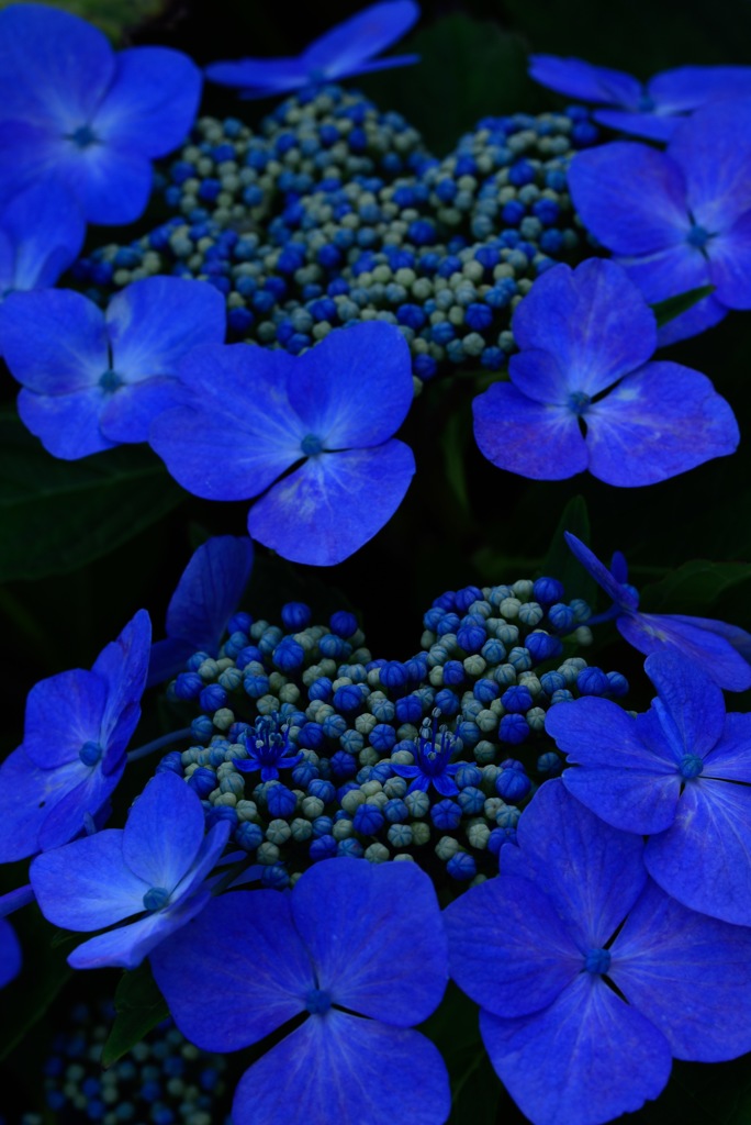 紫陽花寺にて そのい1
