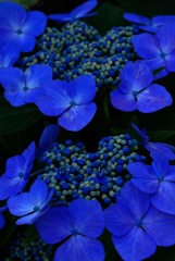 紫陽花寺にて そのい1