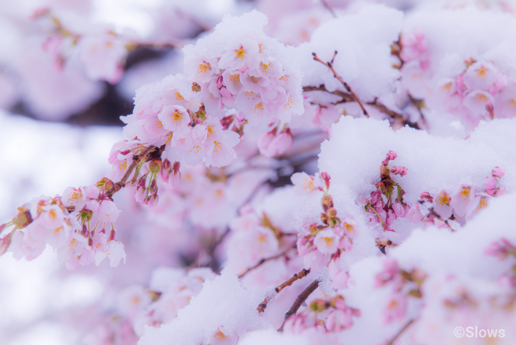 名残雪でも開花したのだ宣言!!