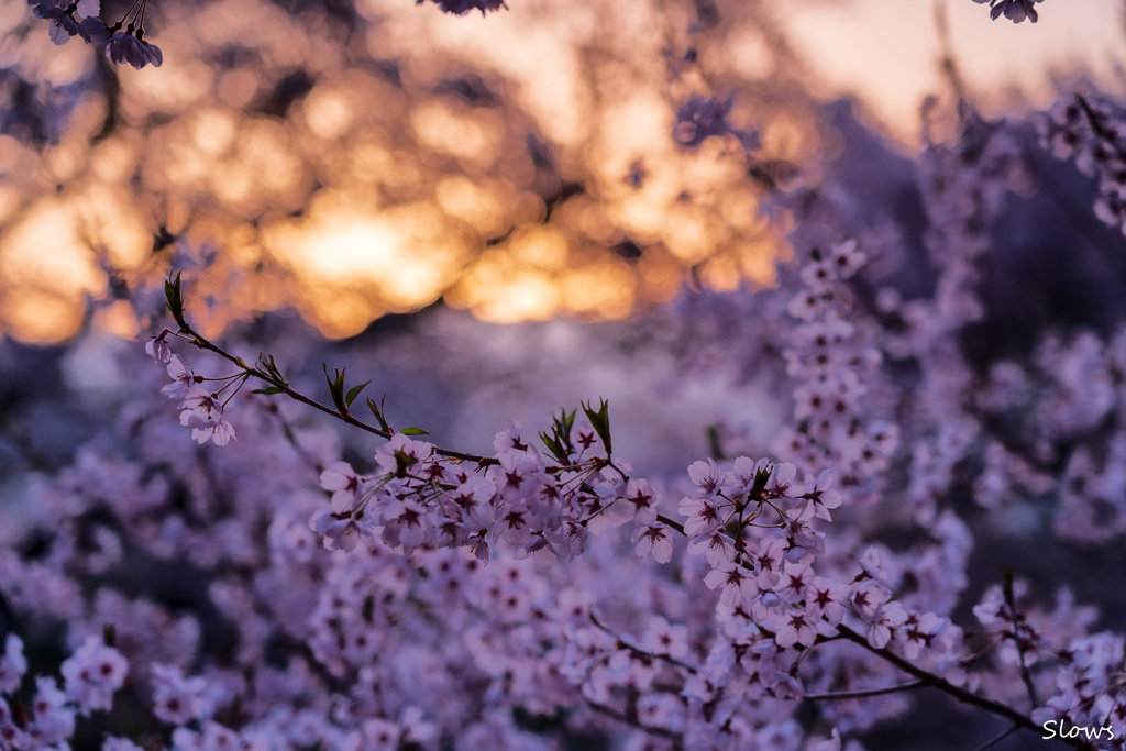 朝の公園