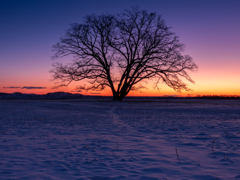 初冬 ハルニレの木