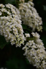 紫陽花寺にて そのい2