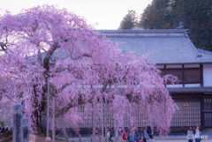 舞台桜が咲いたのだの巻1