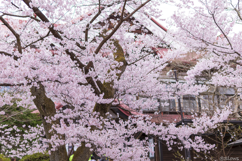 南信州桜探訪 高遠城址