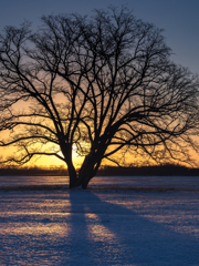 初冬 ハルニレの朝