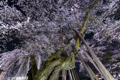 南信州桜探訪 桜丸の夫婦桜 その2
