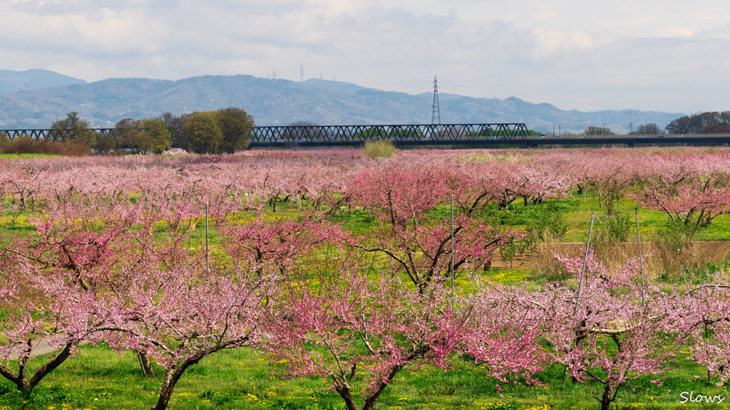 千曲川 一面のハル