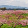 千曲川 一面のハル