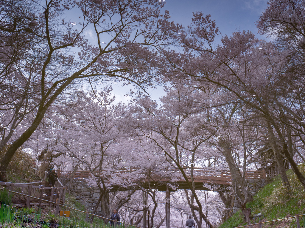 映ルンです2019