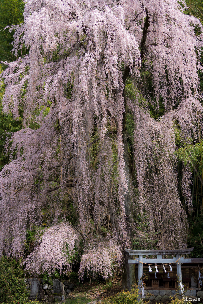 南信州桜前線4 枝垂れ桜 その1
