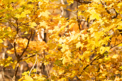 日光の紅葉
