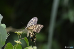 夏に撮った一枚