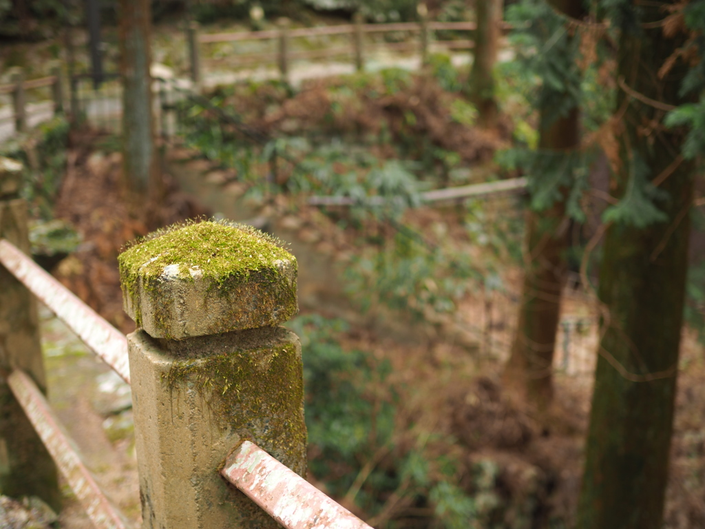 こけ