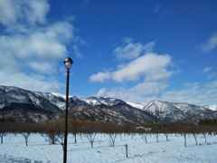 裸木と雪山