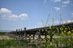 春の流れ橋