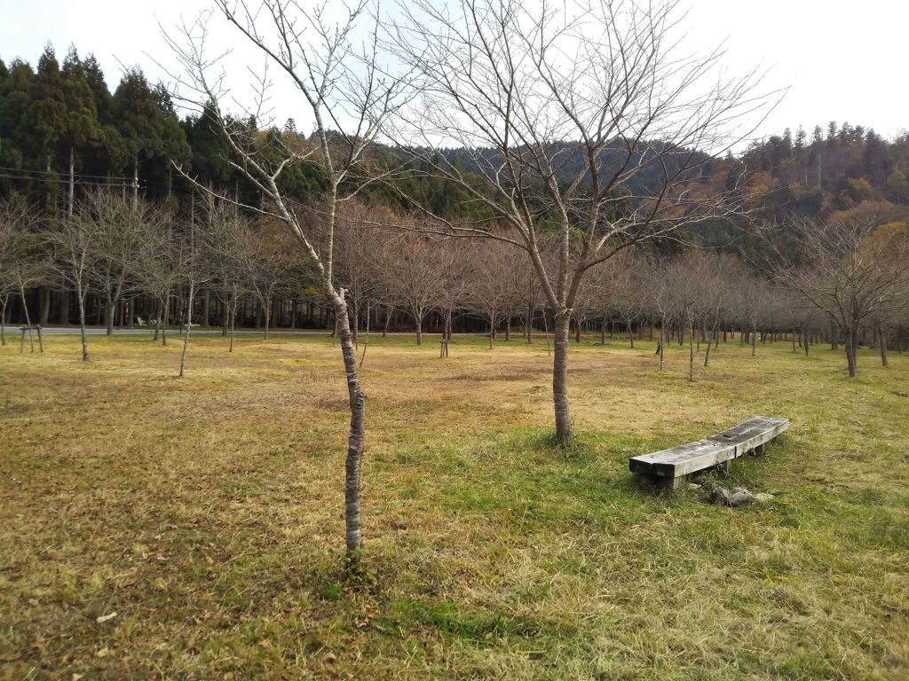 裸木とベンチ