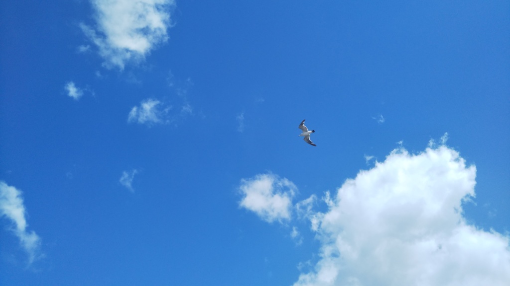 夏空を飛ぶ