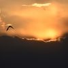 夕焼けを飛ぶ