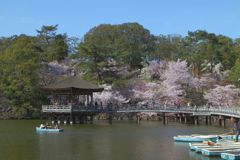 桜とお堂