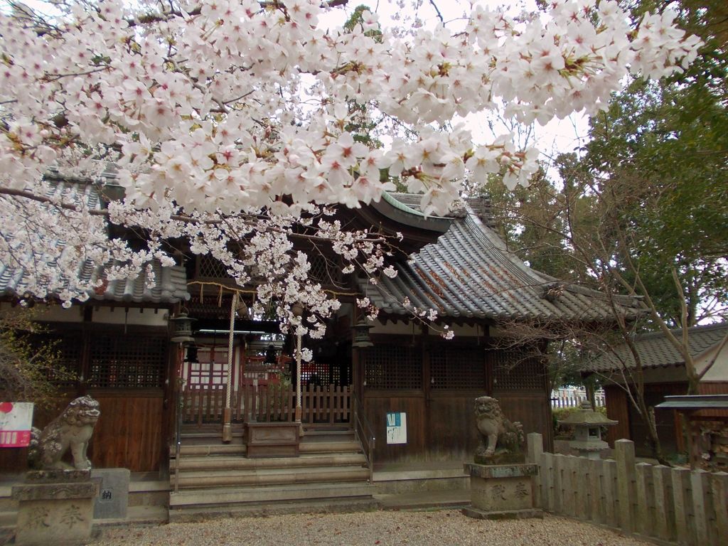 桜と神社