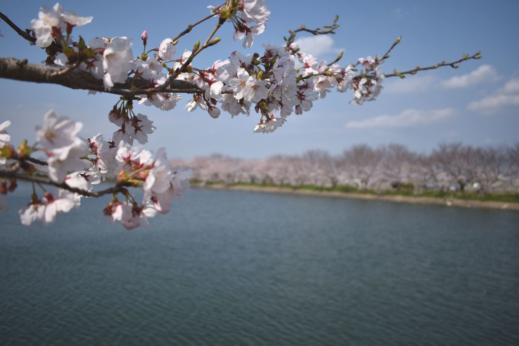 桜咲く1